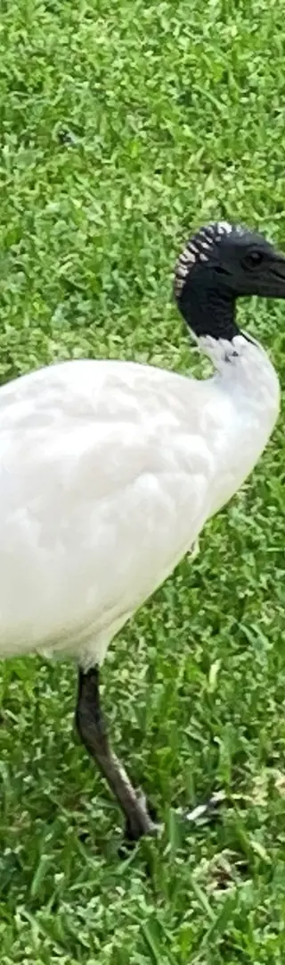 Mittagessen mit unerwarteten Gästen